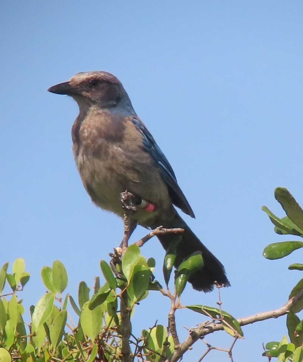 Florida Scrub-Jay - ML620654843