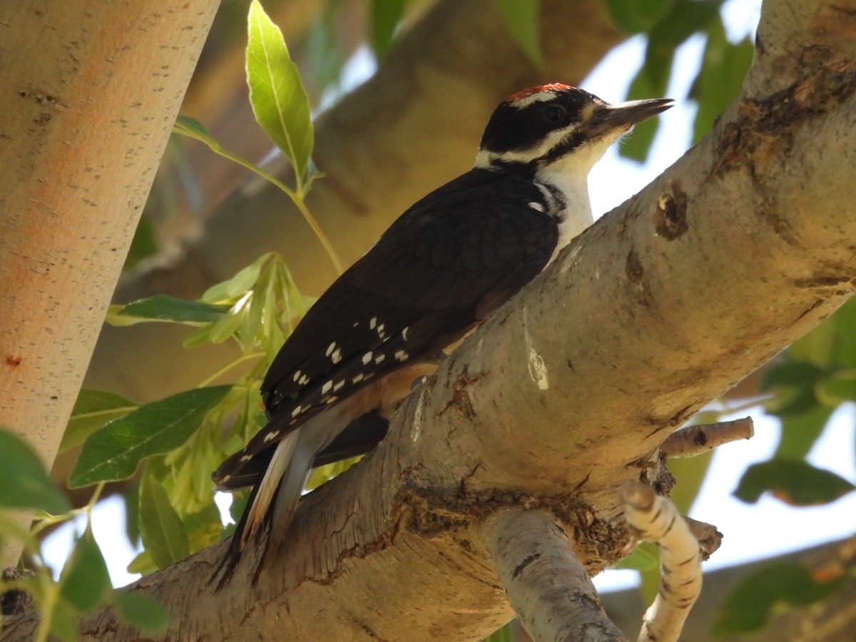 Hairy Woodpecker - ML620654845