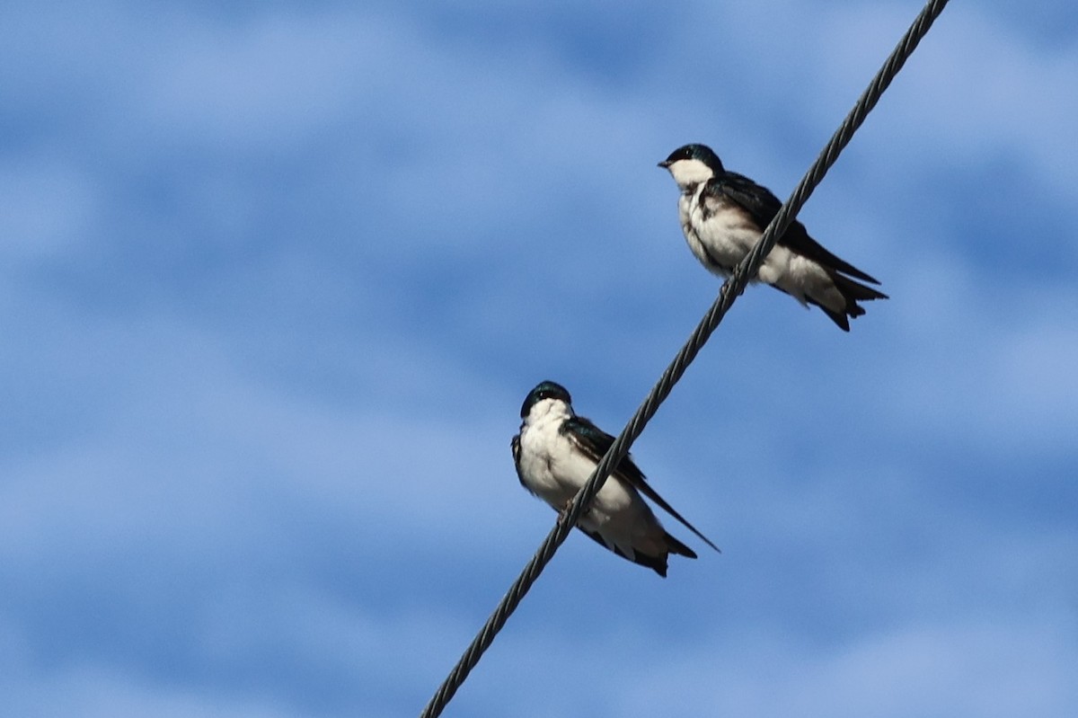 Tree Swallow - ML620654846