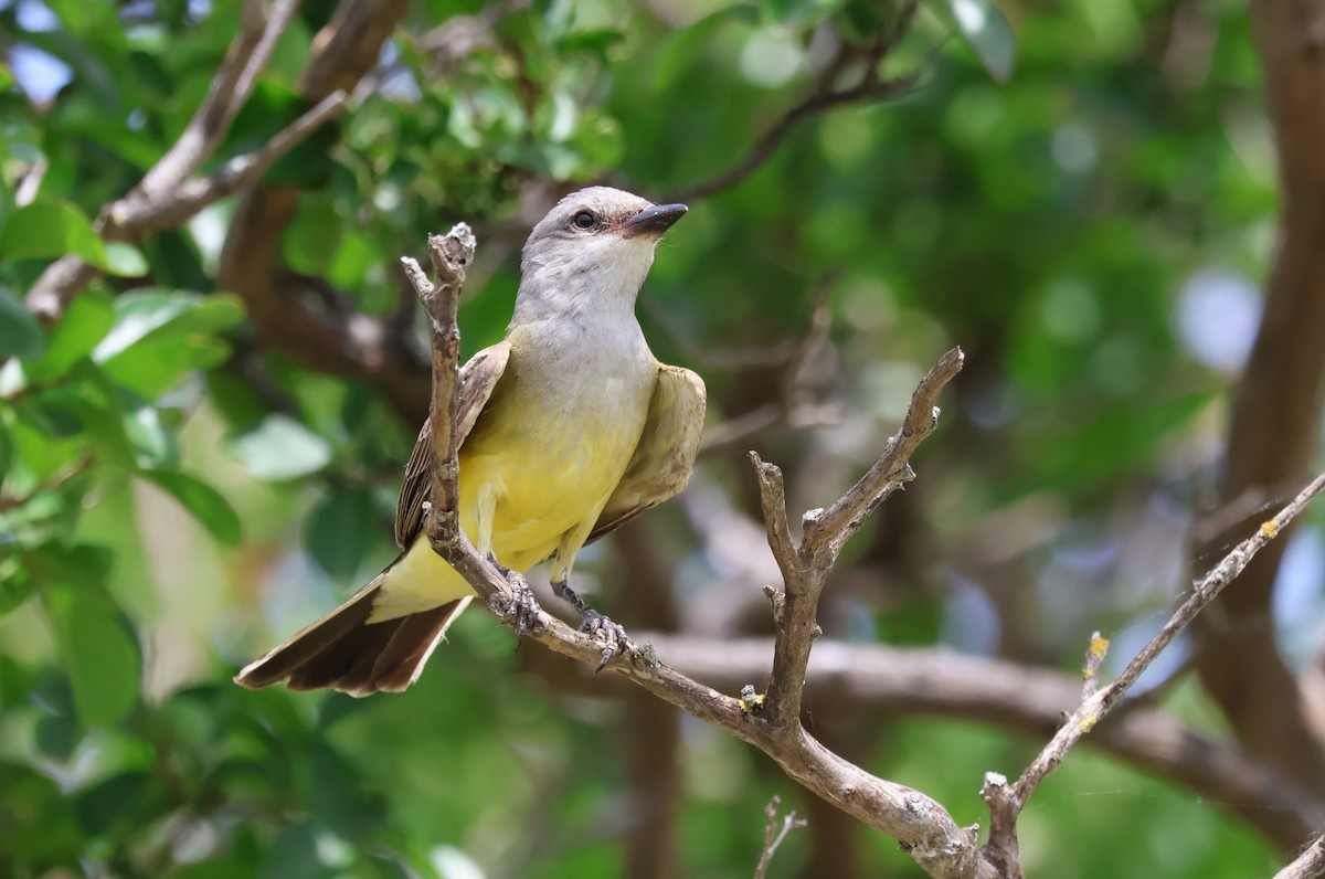 Western Kingbird - ML620654851