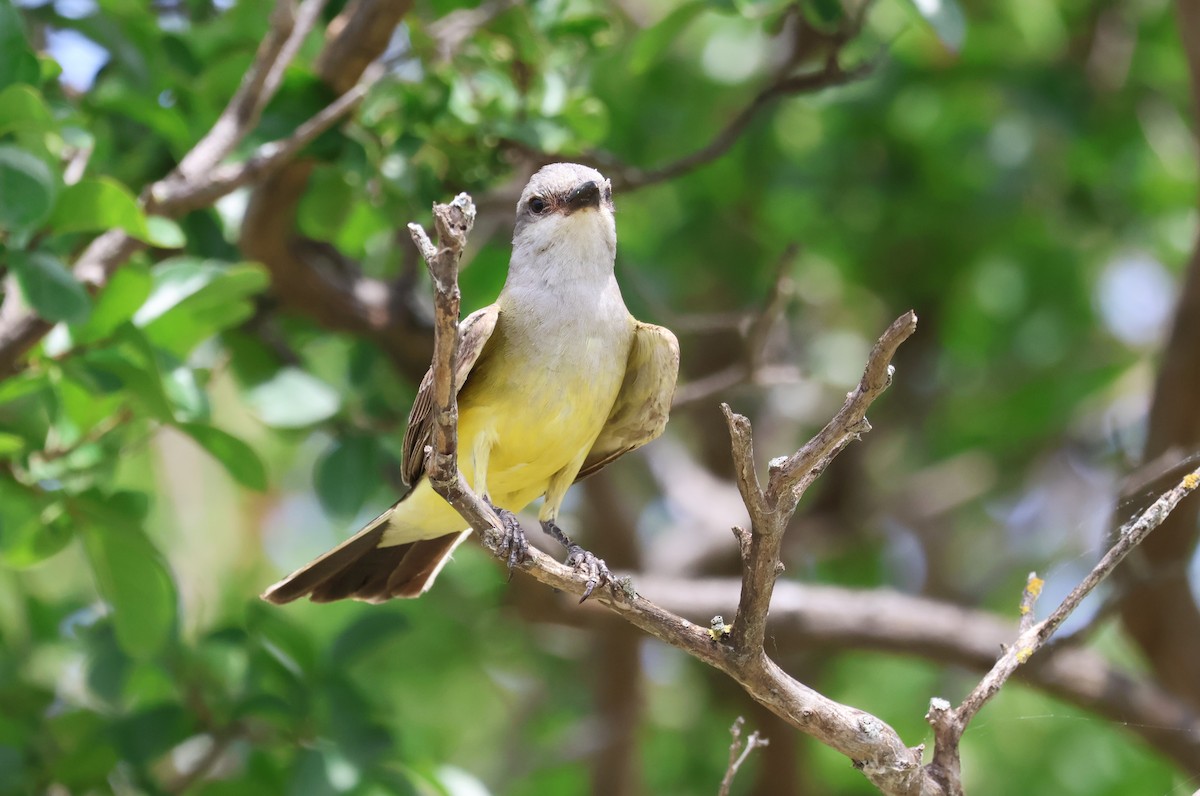 Western Kingbird - ML620654853