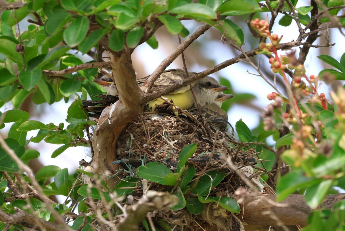 Western Kingbird - ML620654855