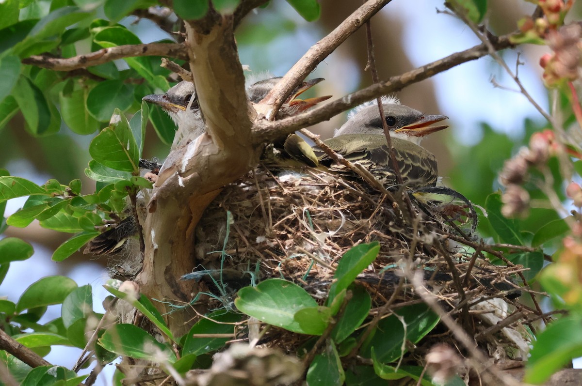 Western Kingbird - ML620654857