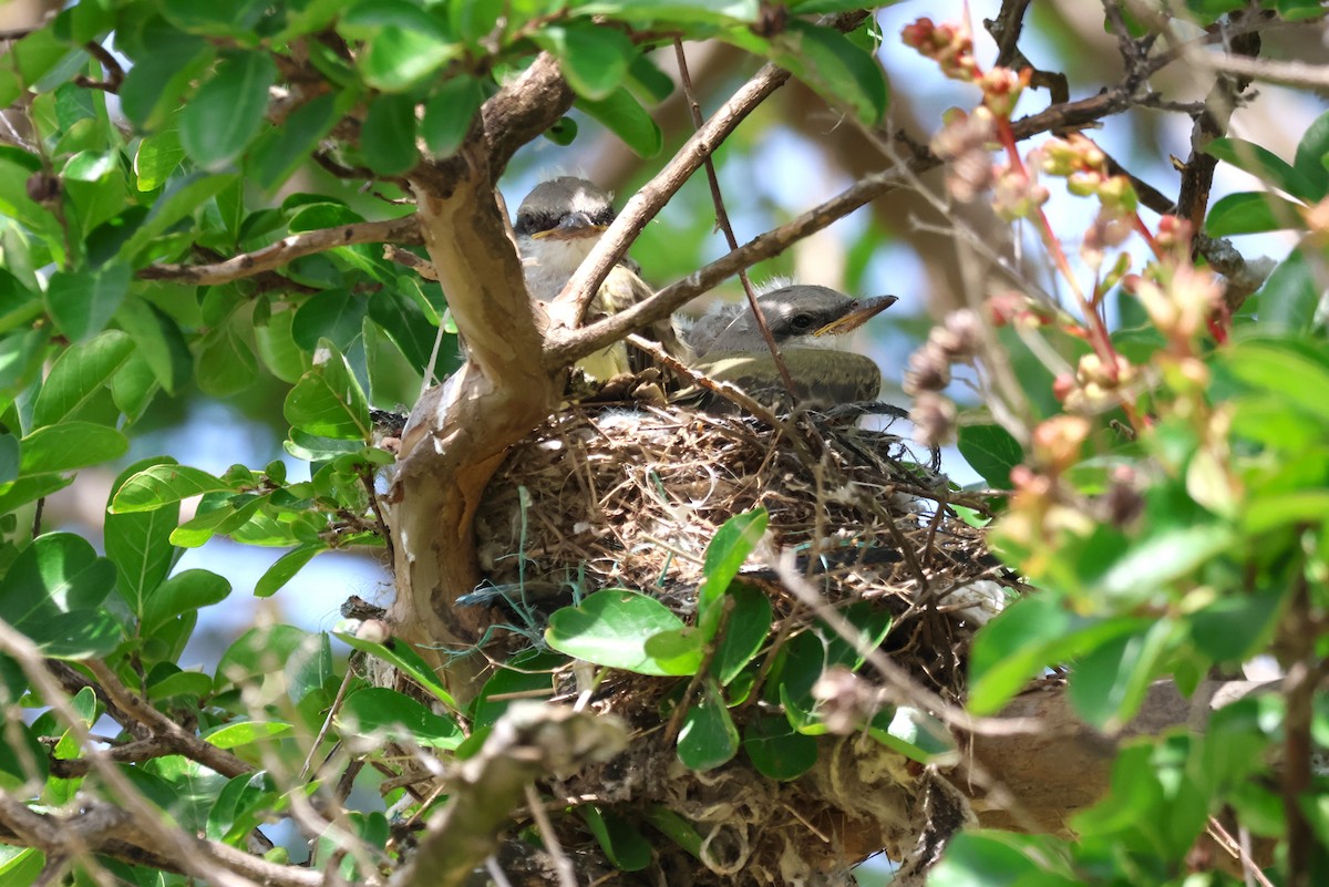 Western Kingbird - ML620654858