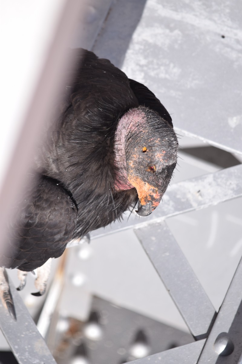 California Condor - ML620654865