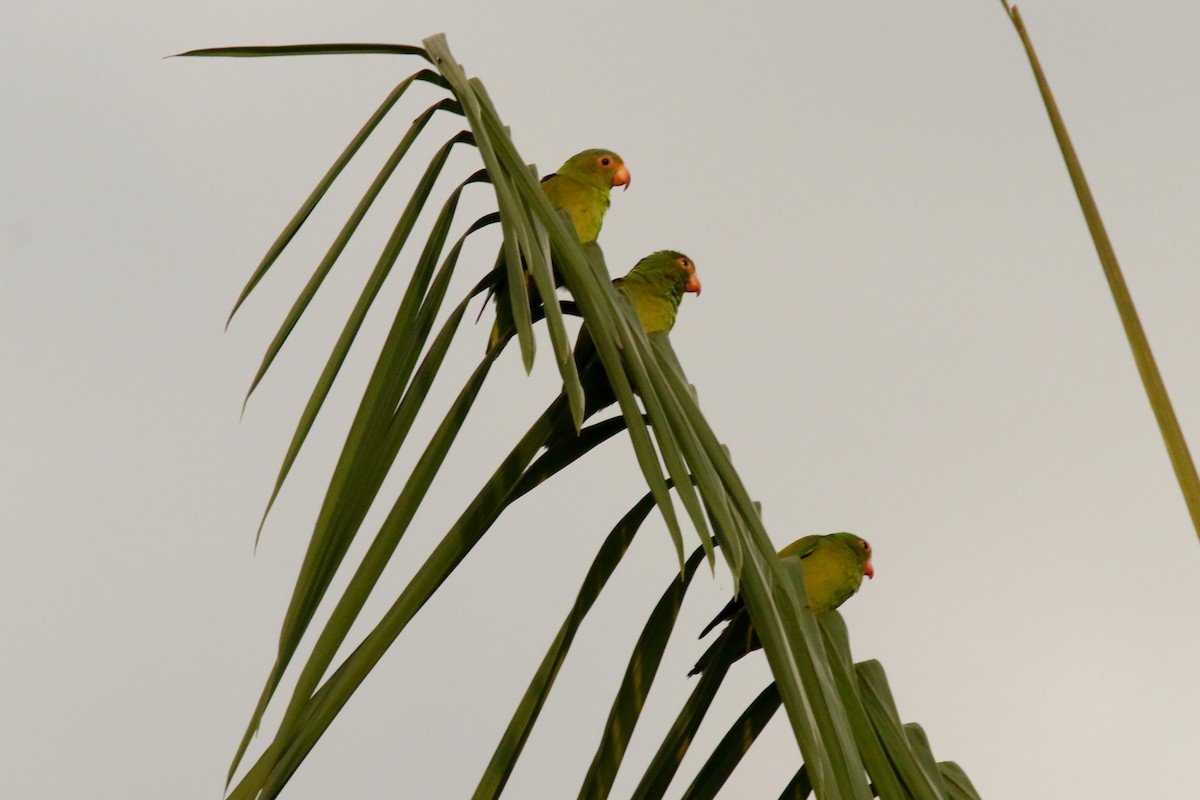 Cobalt-winged Parakeet - ML620654868