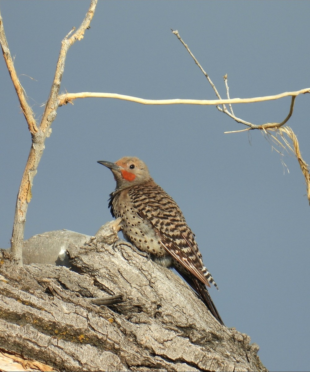 Northern Flicker (Red-shafted) - ML620654870