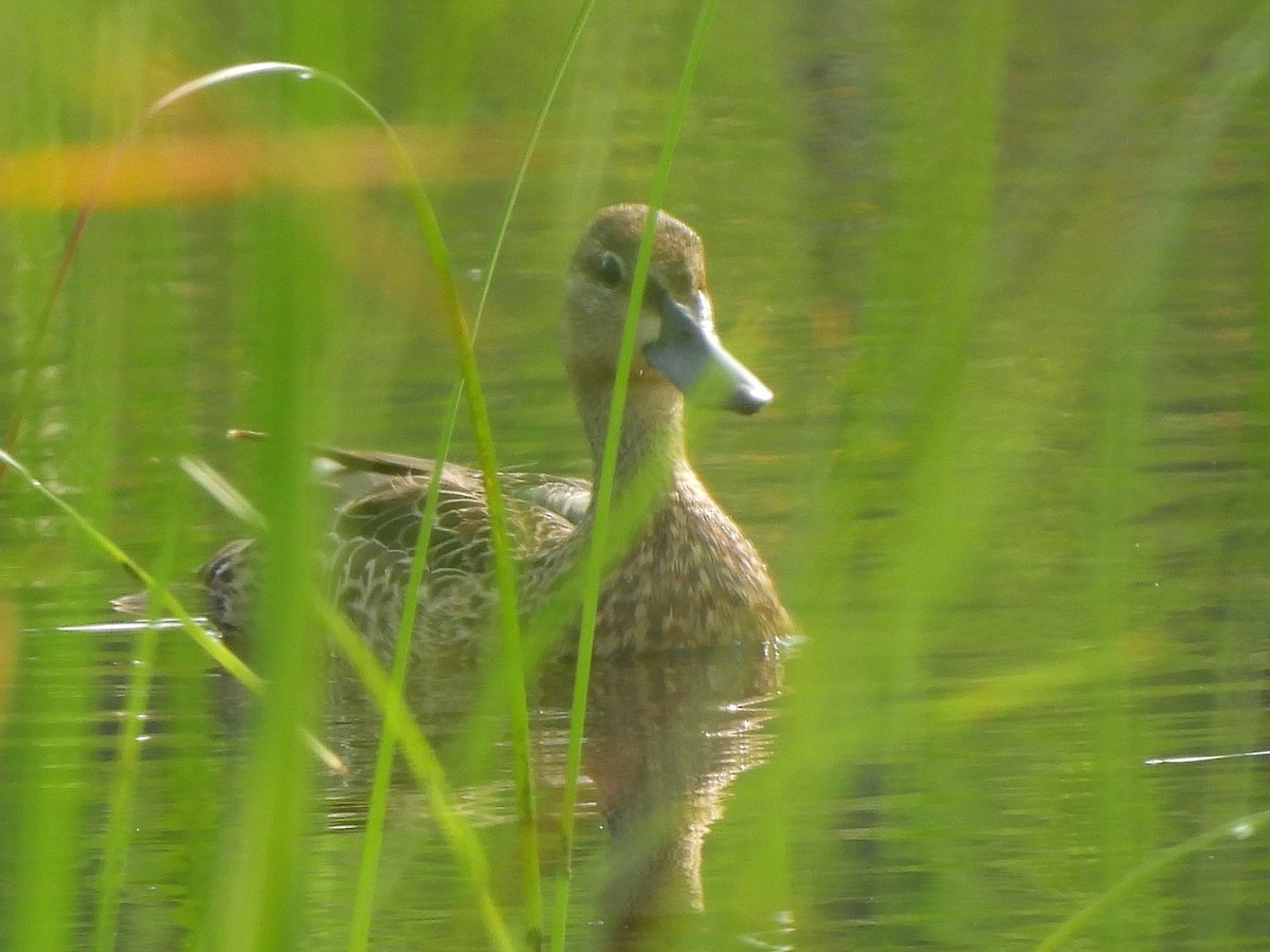 Blue-winged Teal - ML620654874