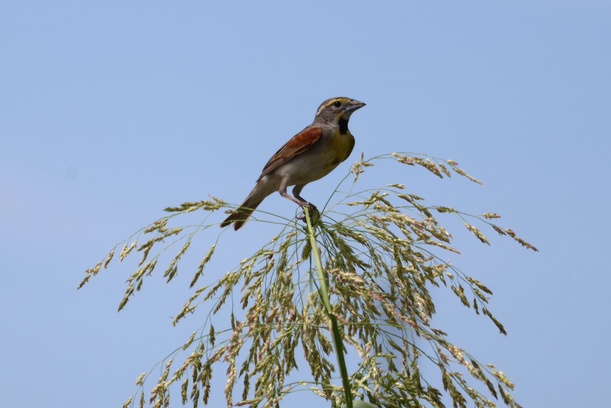 Dickcissel - ML620654878