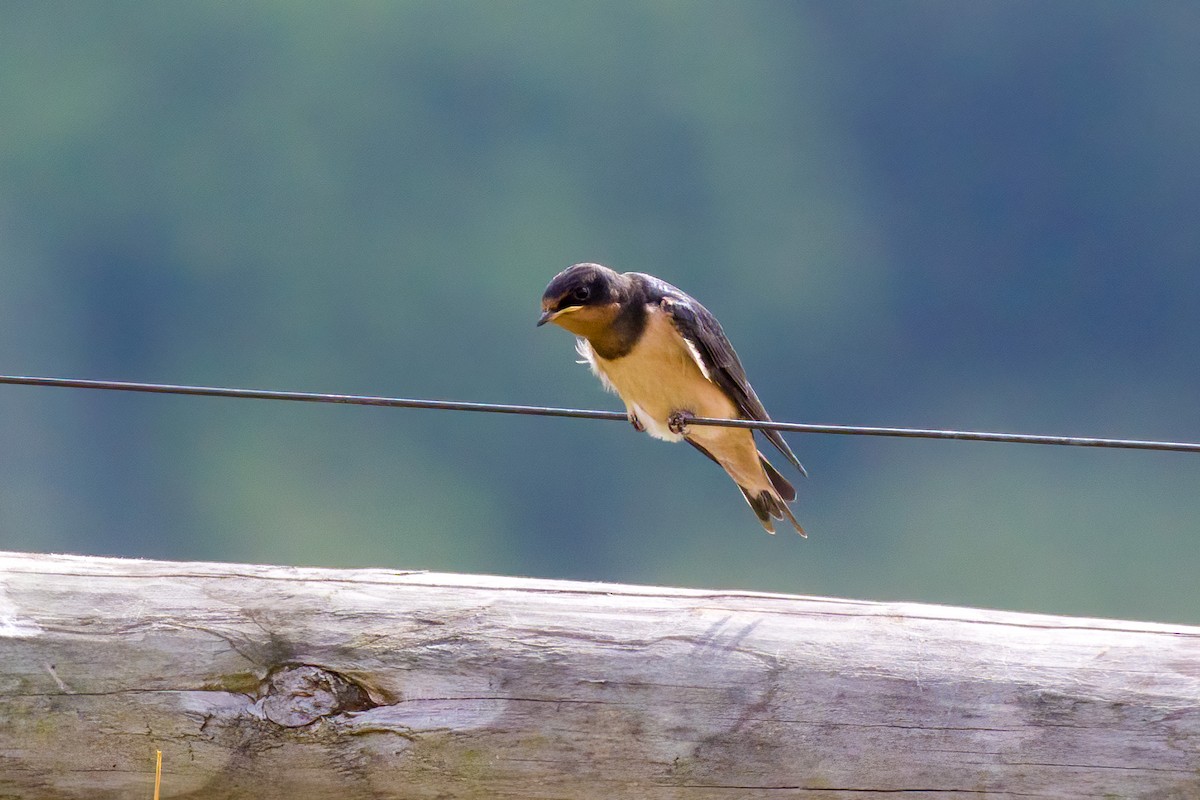 Barn Swallow - ML620654883
