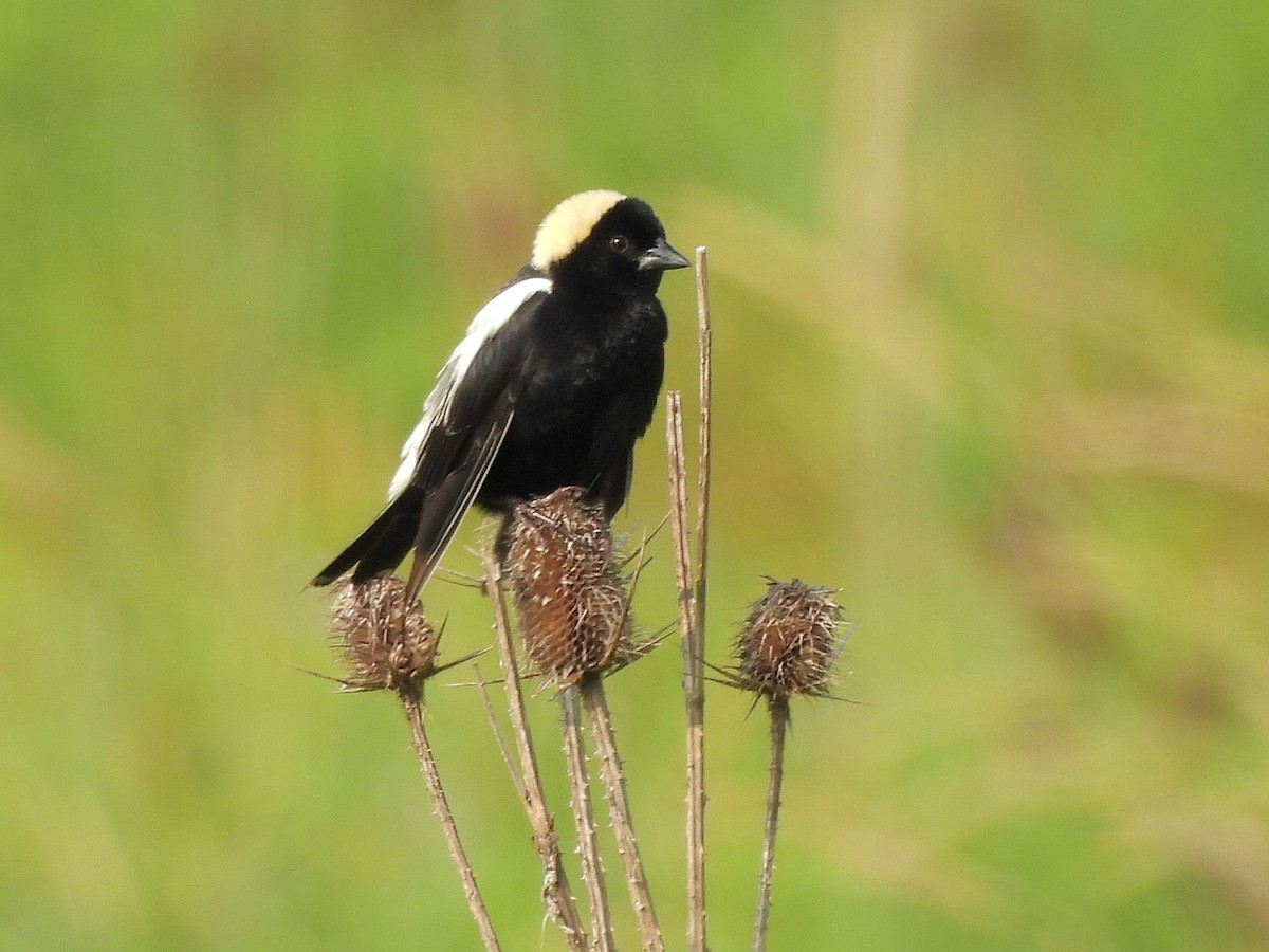 bobolink americký - ML620654886