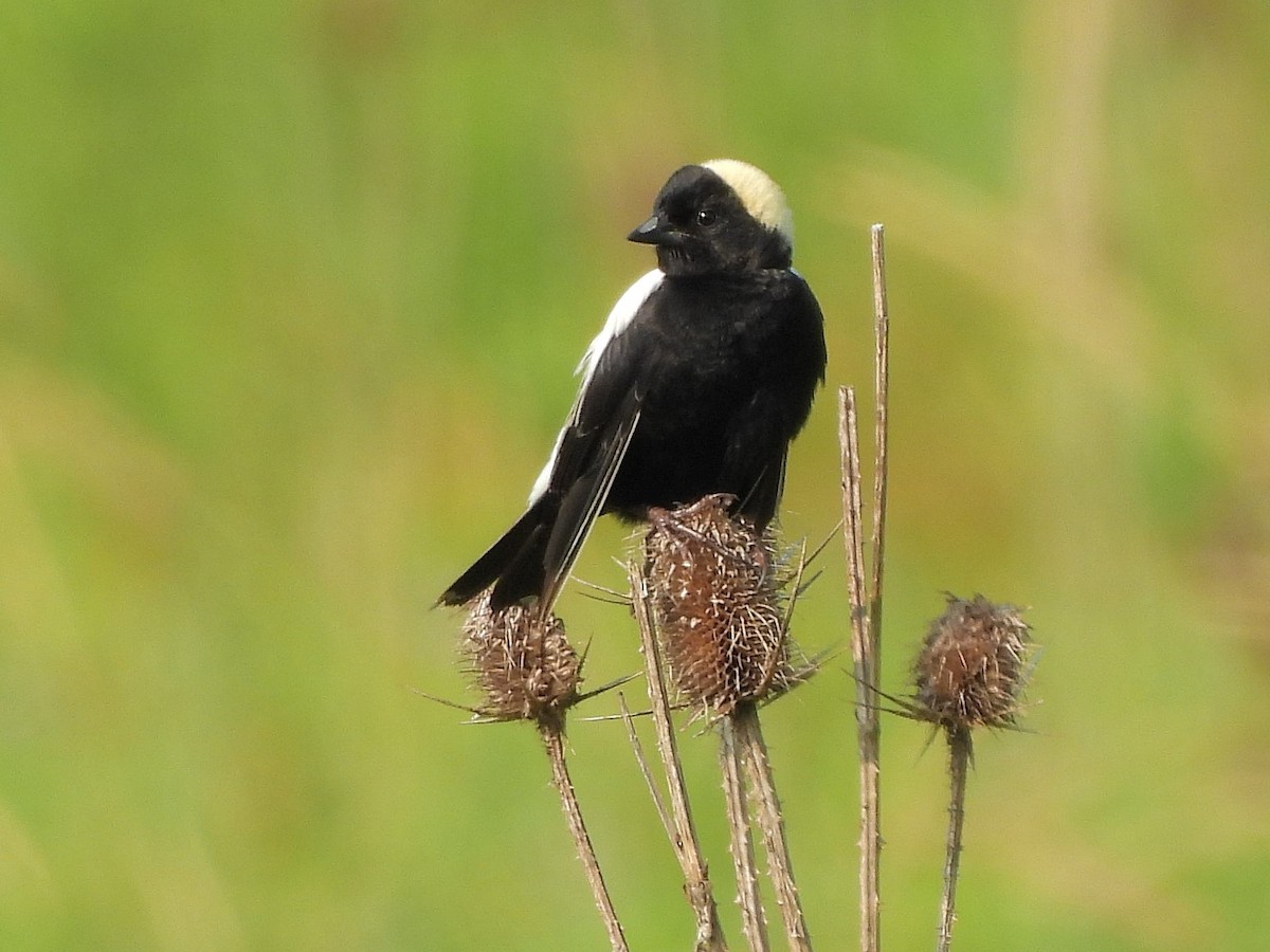 bobolink americký - ML620654887