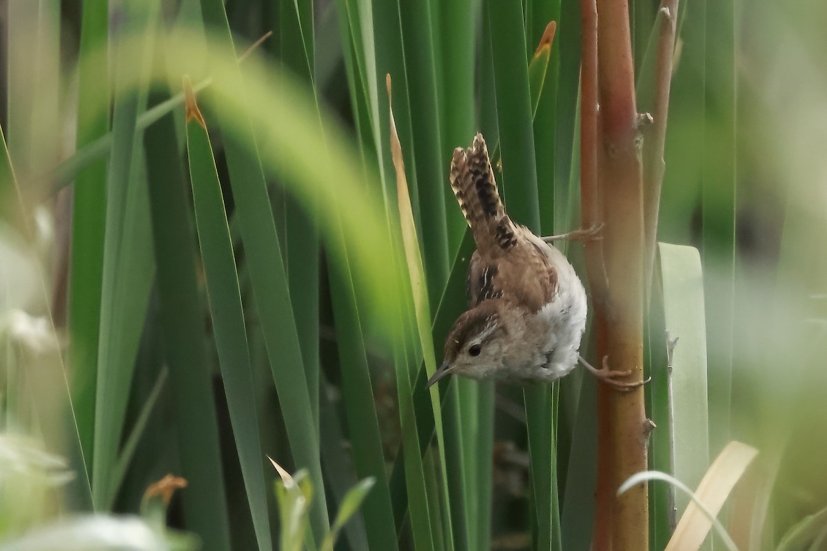 Marsh Wren - ML620654889