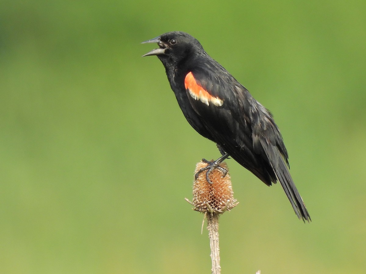 Red-winged Blackbird - ML620654891