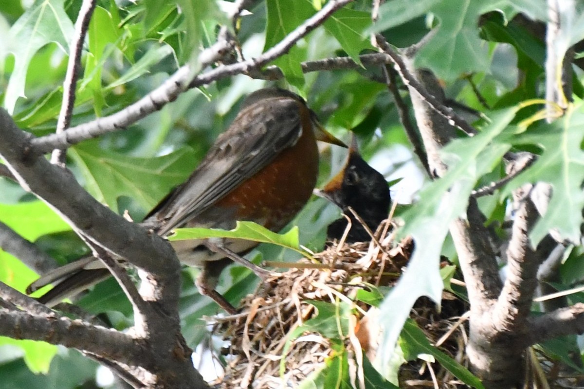 American Robin - ML620654895