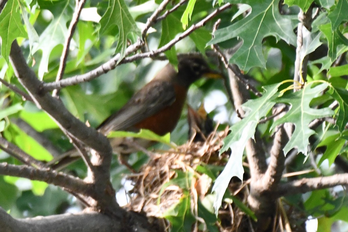 American Robin - ML620654896