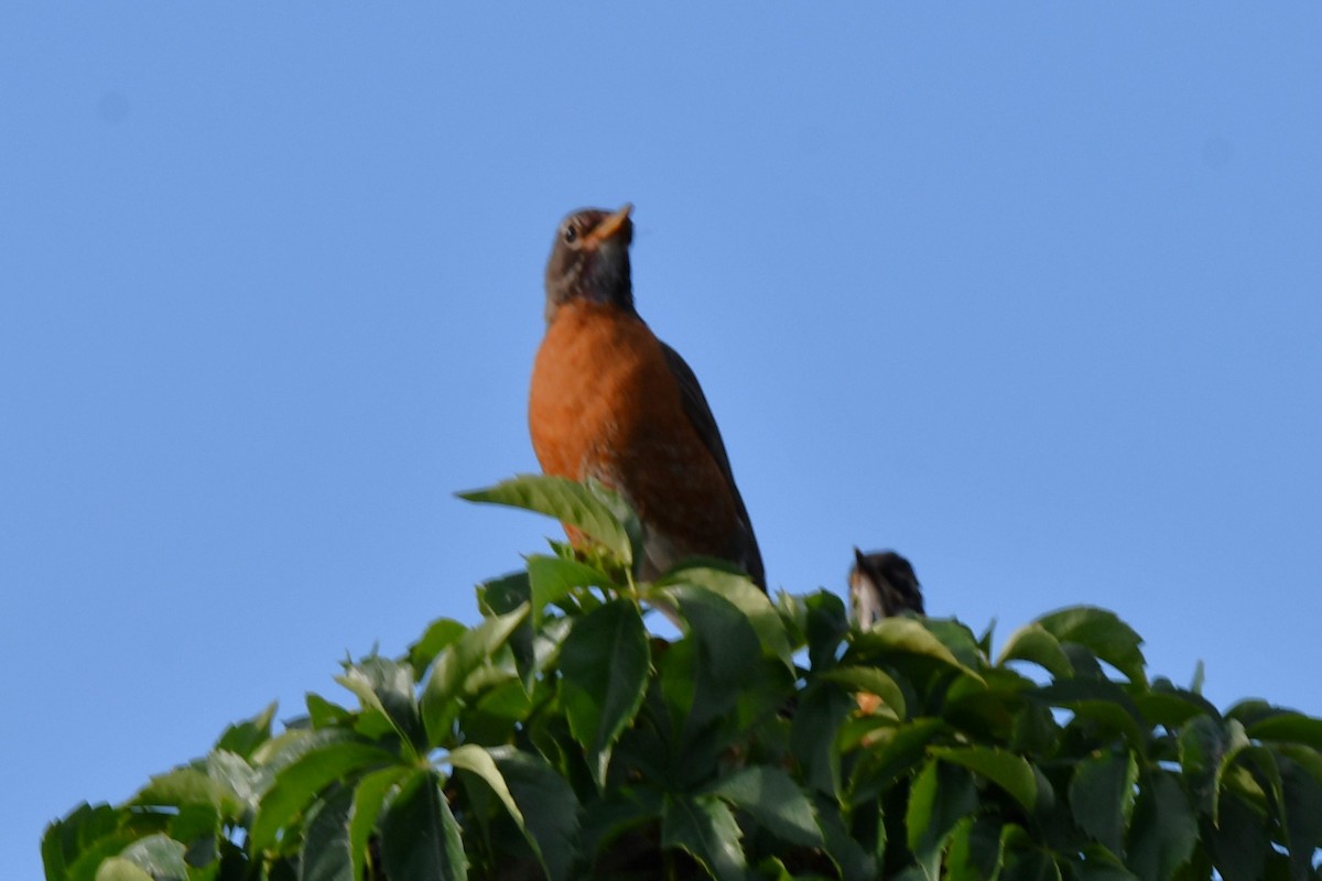 American Robin - ML620654902