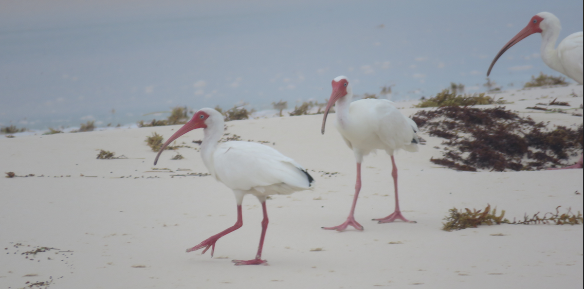 ibis bílý - ML620654907
