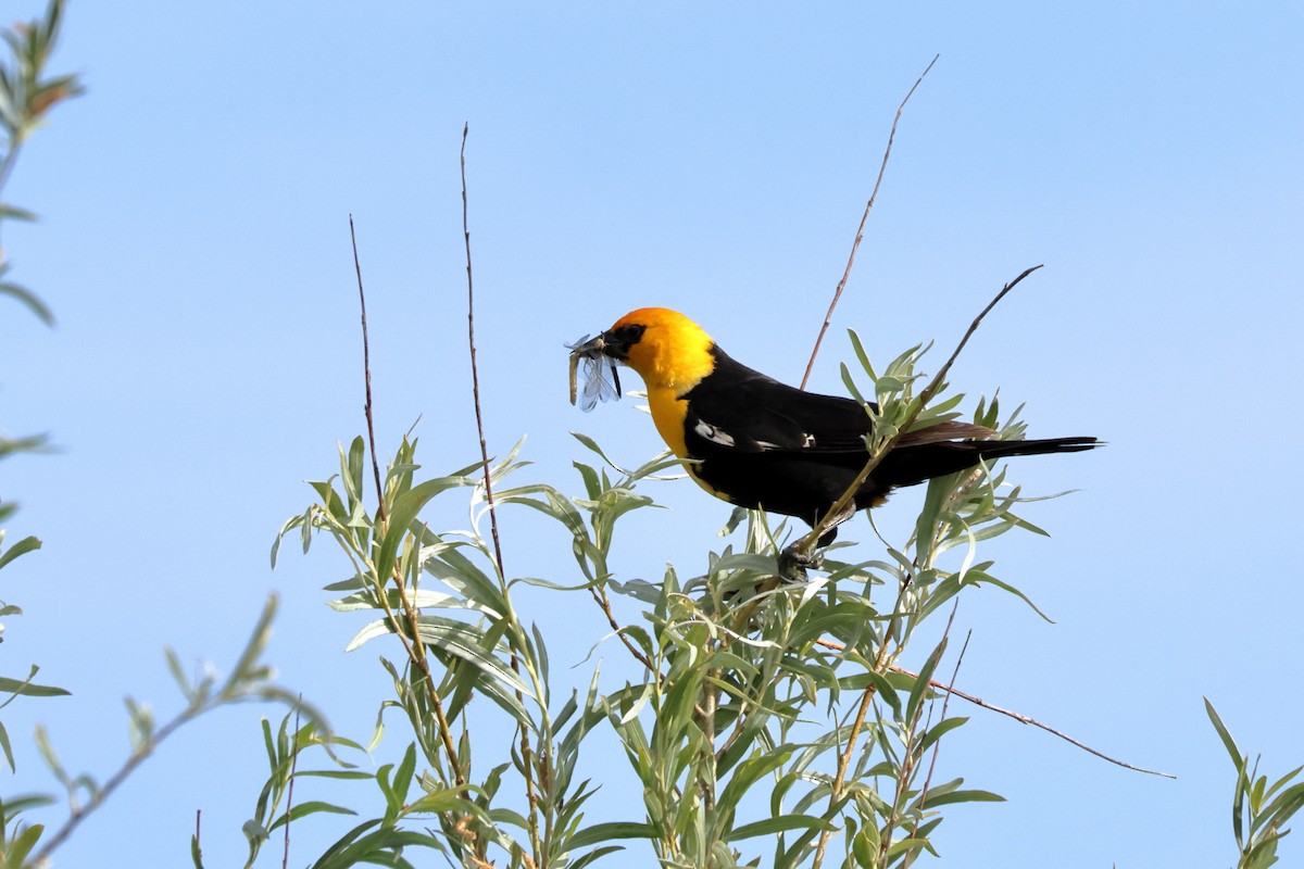 Yellow-headed Blackbird - ML620654908