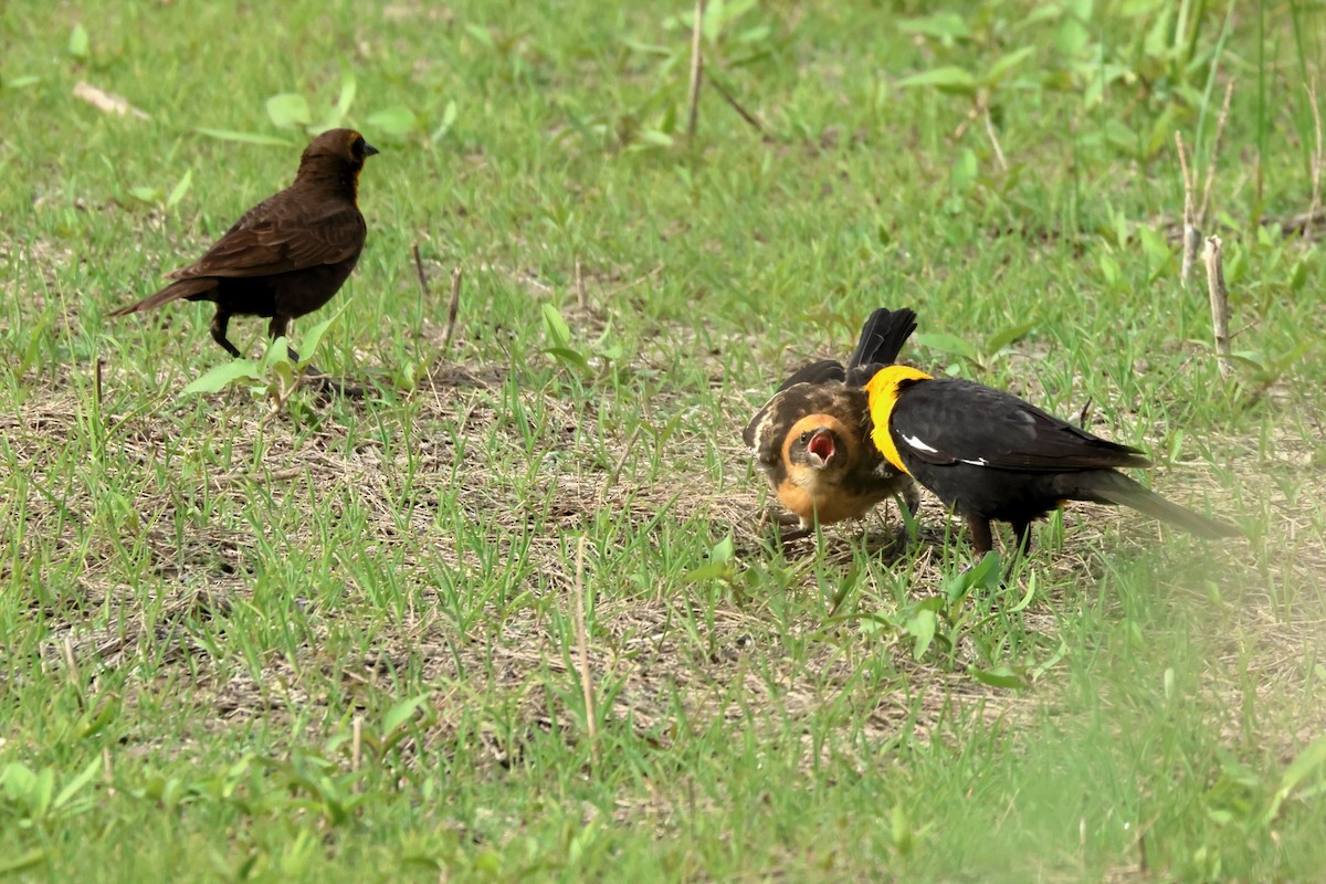 Yellow-headed Blackbird - ML620654910