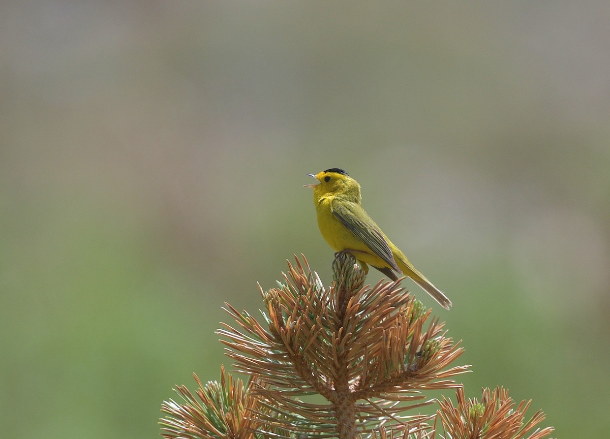 Wilson's Warbler - ML620654911