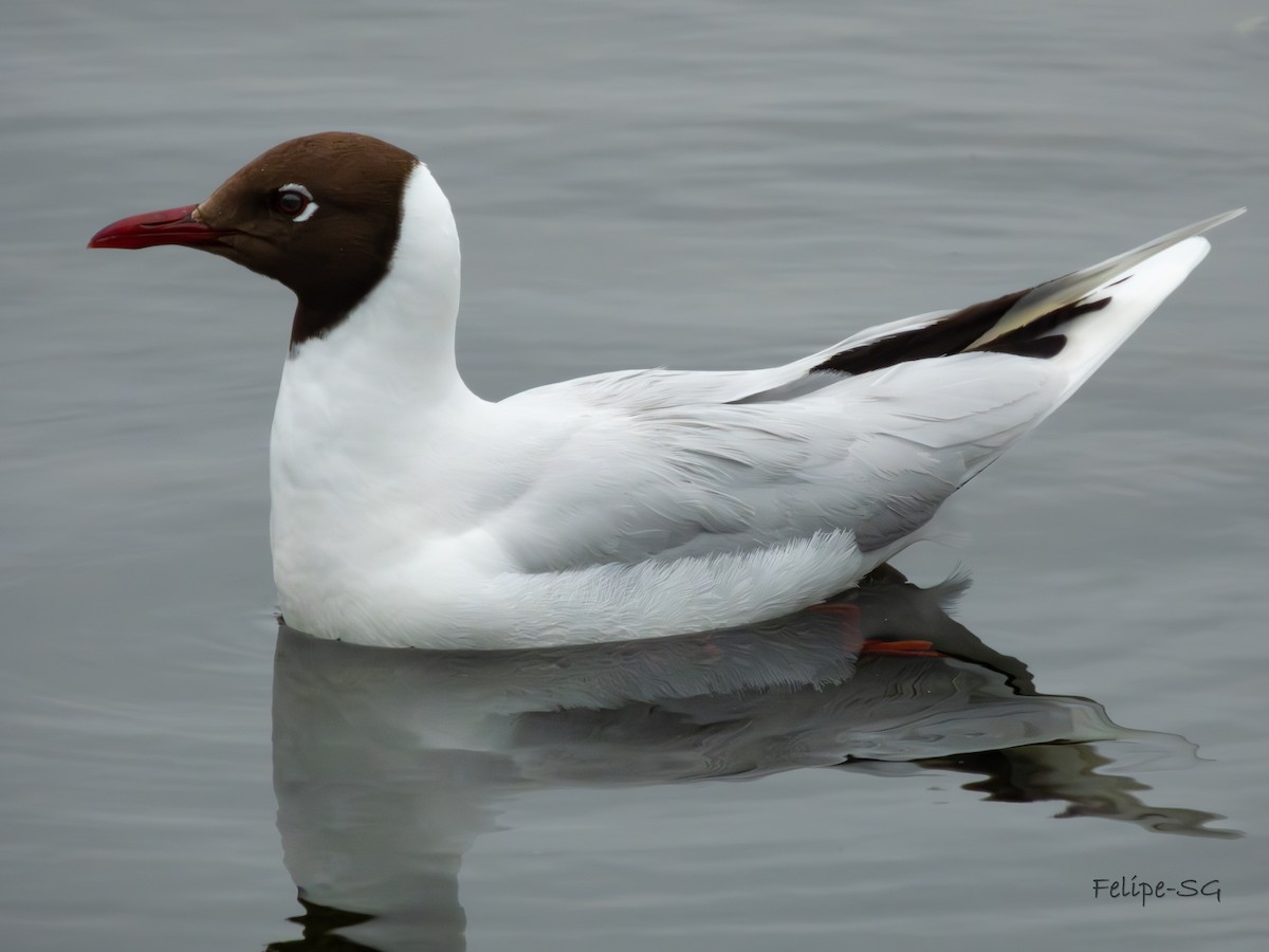 Brown-hooded Gull - ML620654914