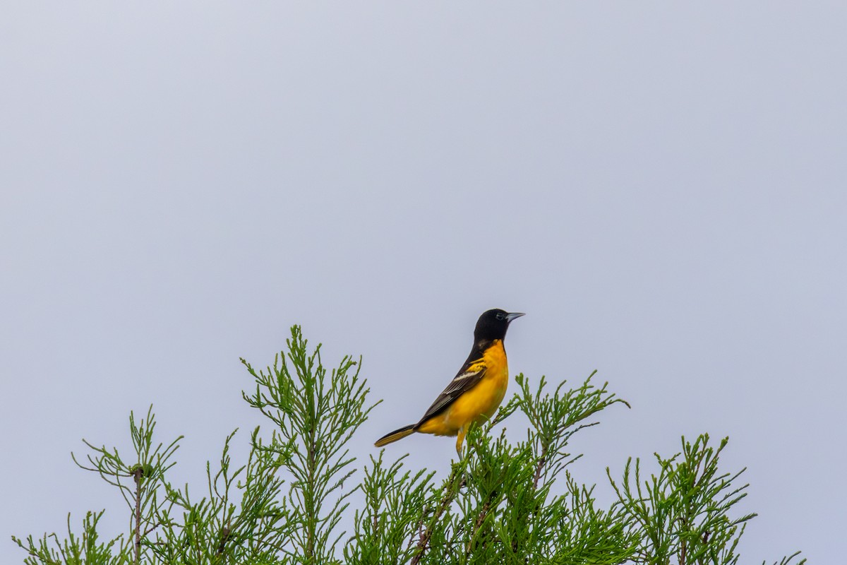 Oriole de Baltimore - ML620654917