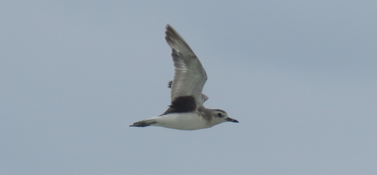 Wilson's Plover - ML620654921