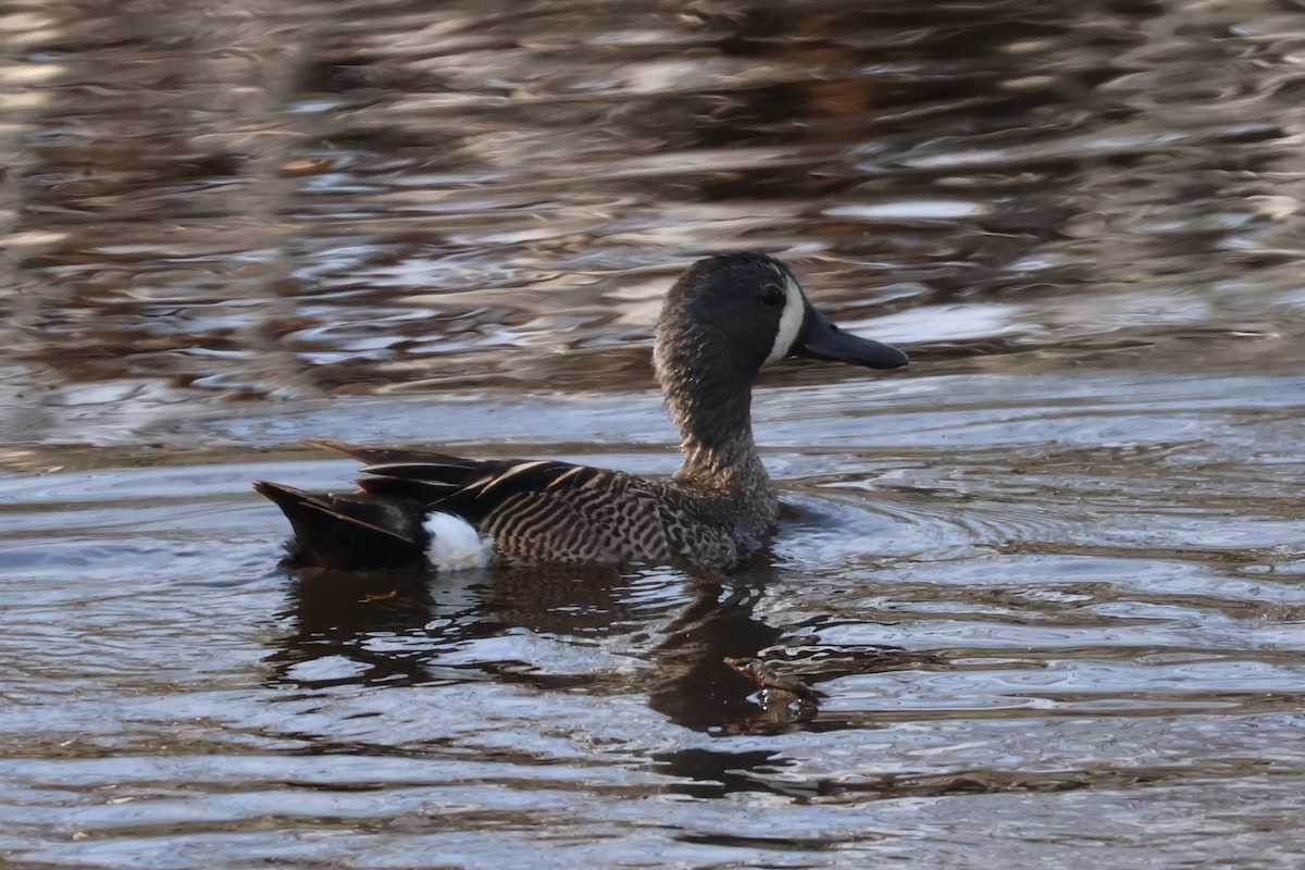 Blue-winged Teal - ML620654924