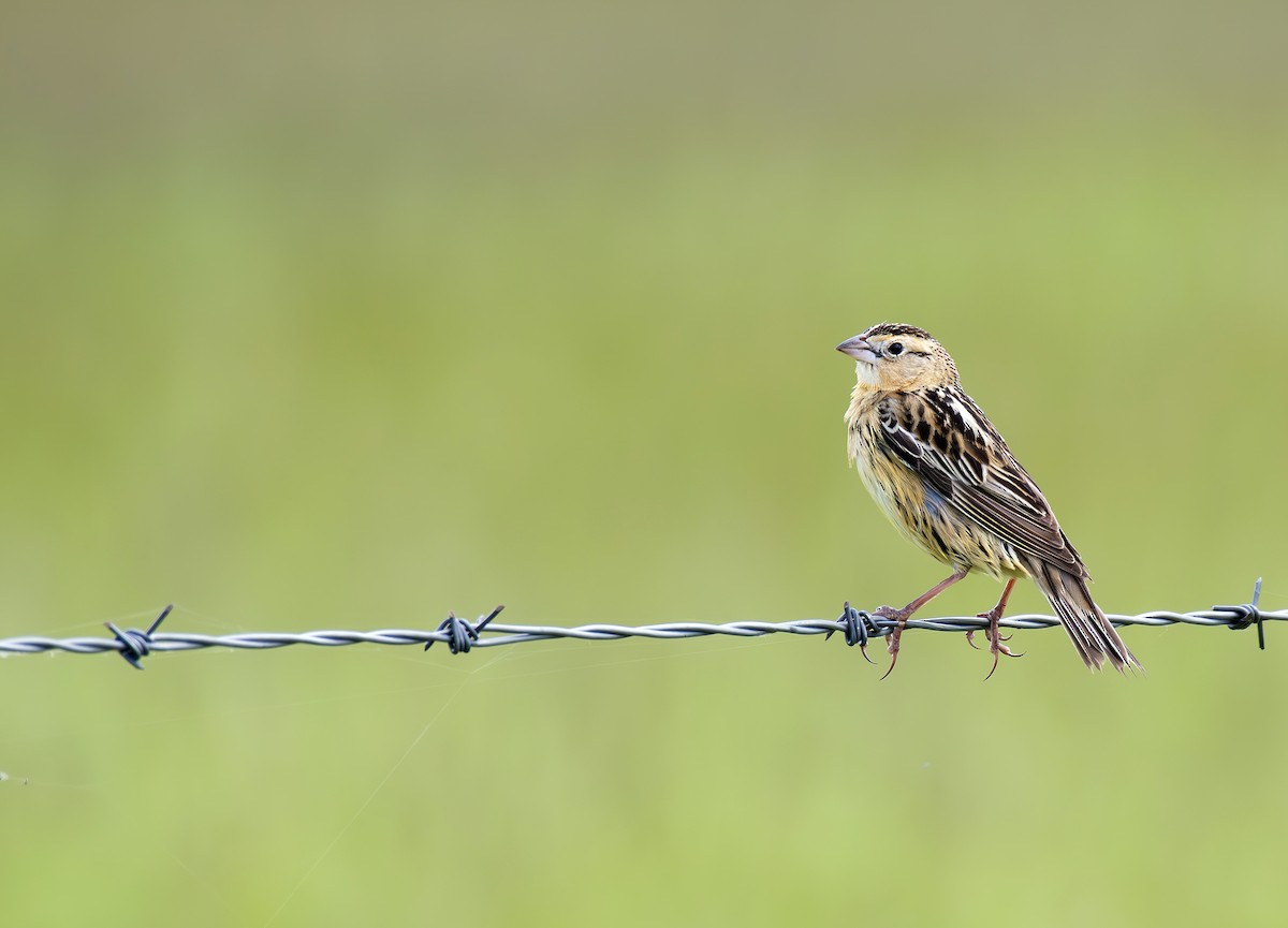 Bobolink - Sydney Mohr