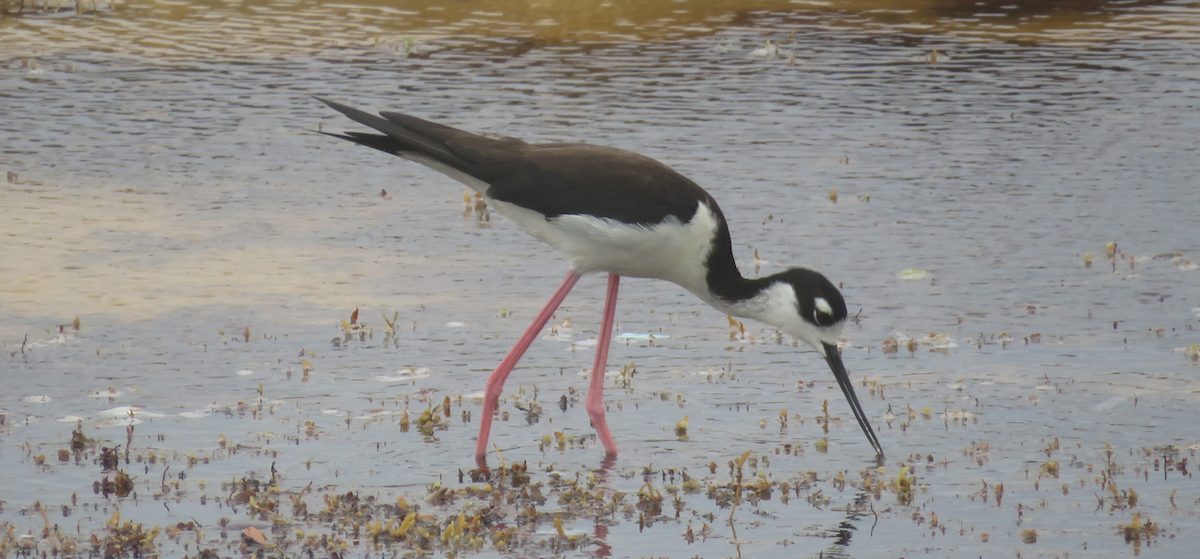 Black-necked Stilt - ML620654929