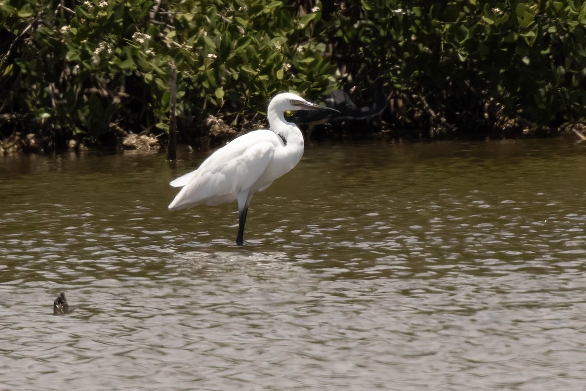 Aigrette roussâtre - ML620654932