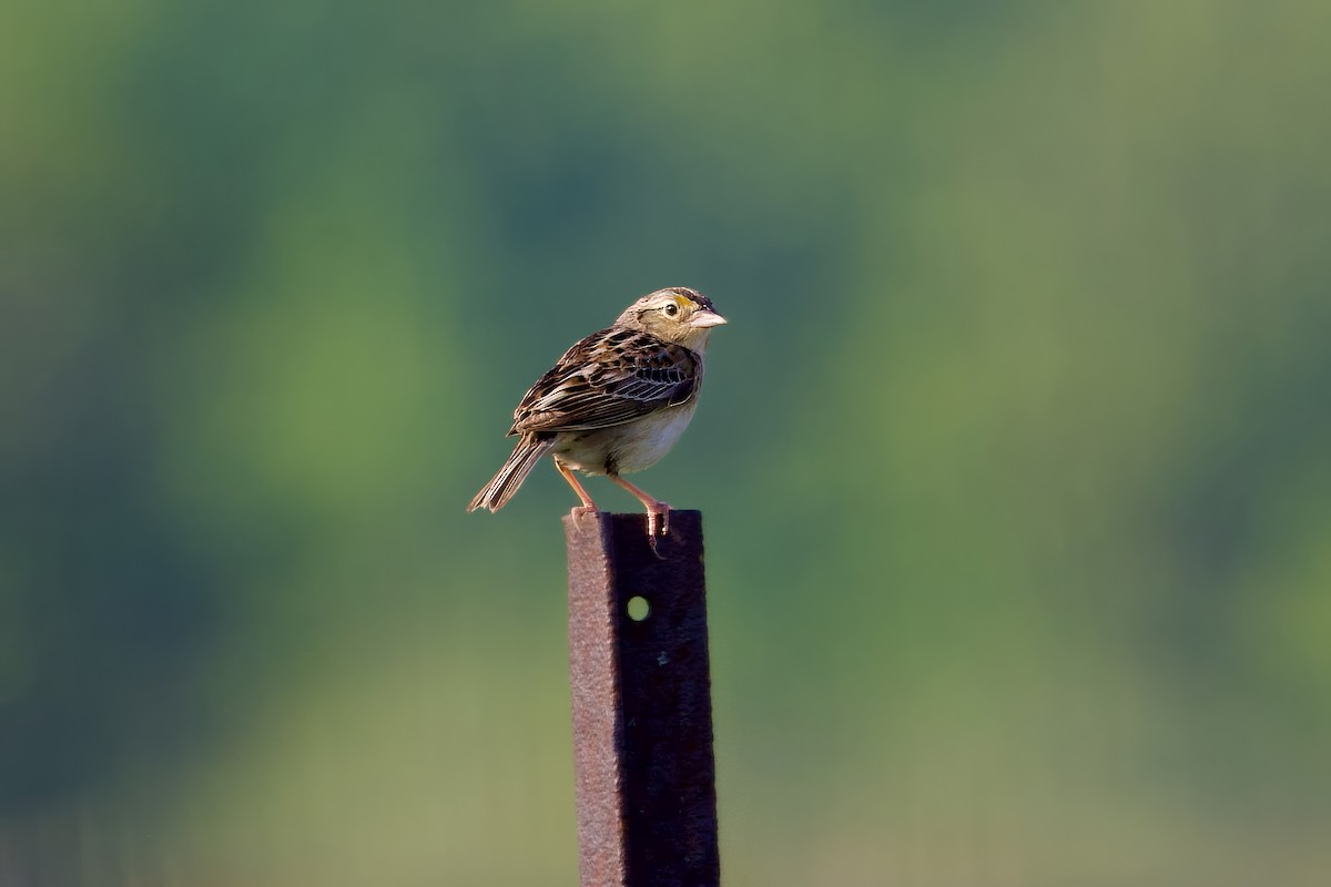 Grasshopper Sparrow - ML620654933