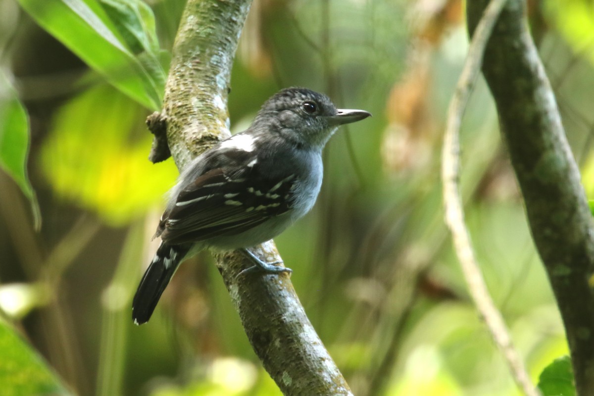 Dusky Antbird - ML620654941