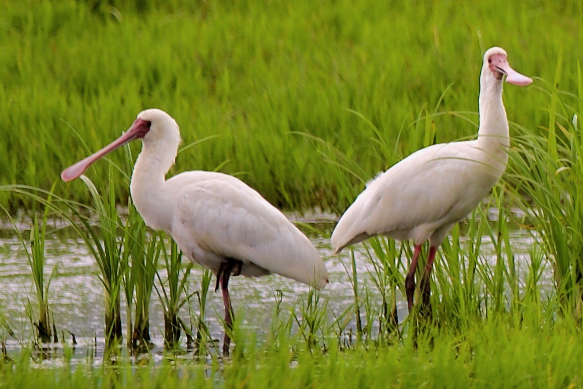 African Spoonbill - ML620654942