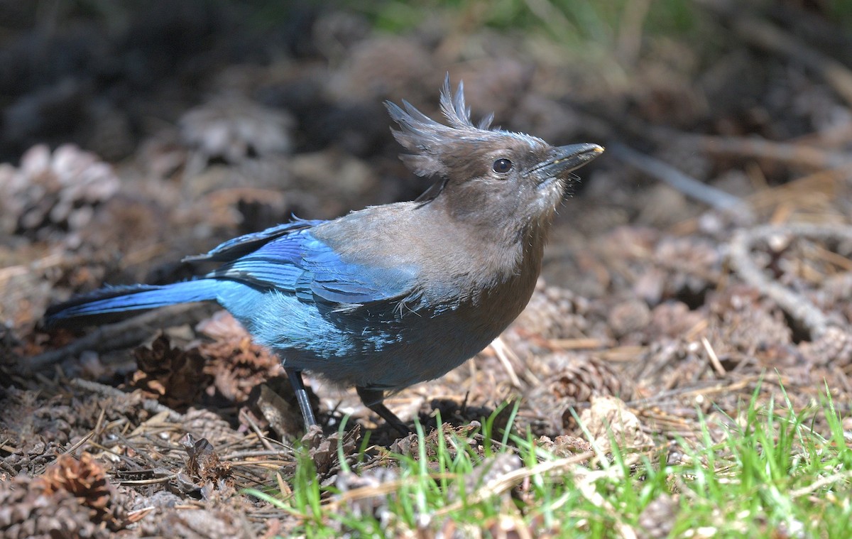 Steller's Jay - ML620654943