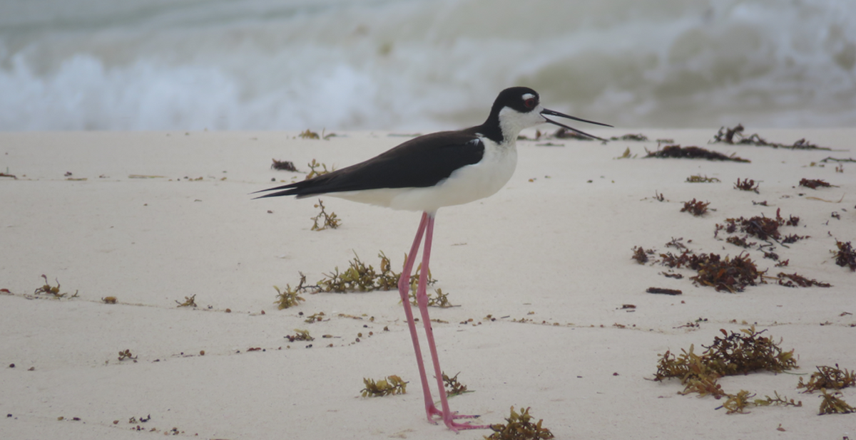 Black-necked Stilt - Serena Brown