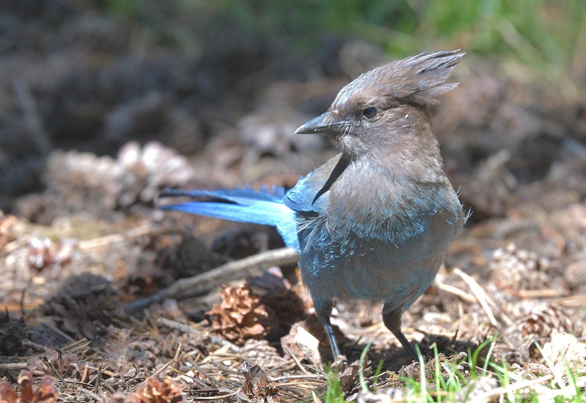 Steller's Jay - ML620654946