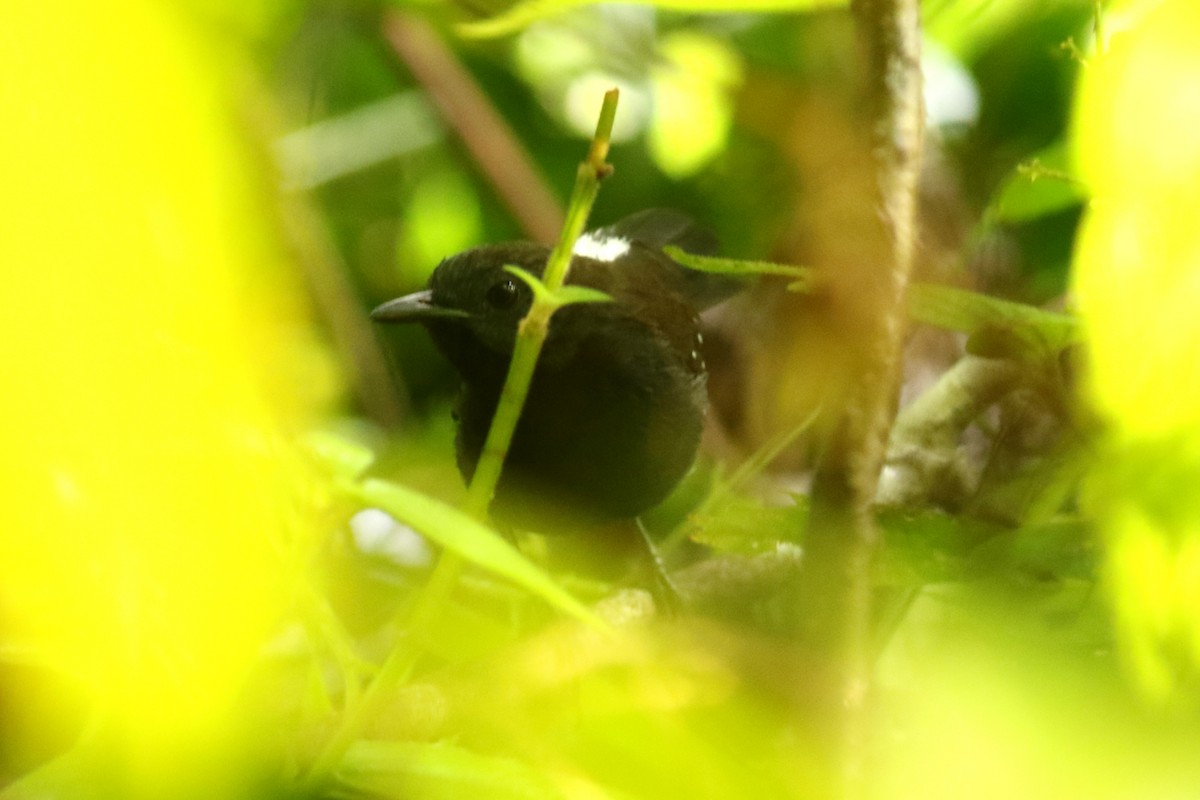 Tüpfelwangen-Ameisenvogel - ML620654950