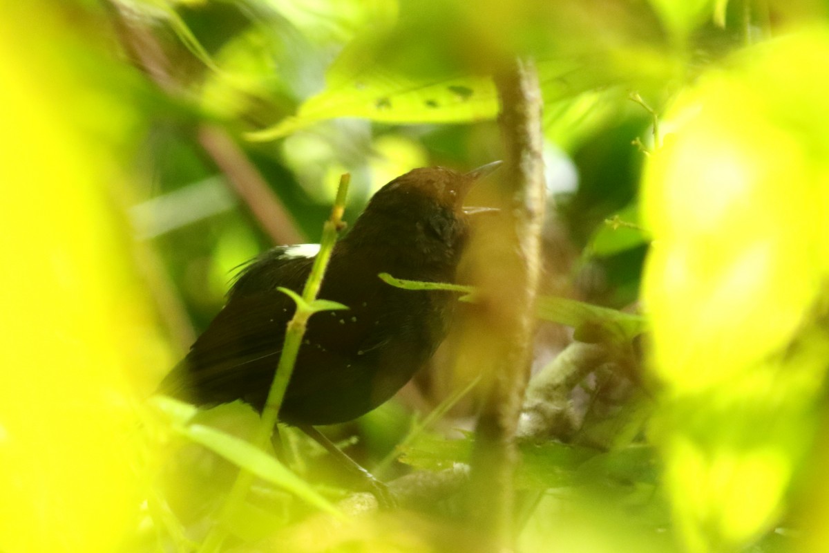 Gray-bellied Antbird - ML620654951