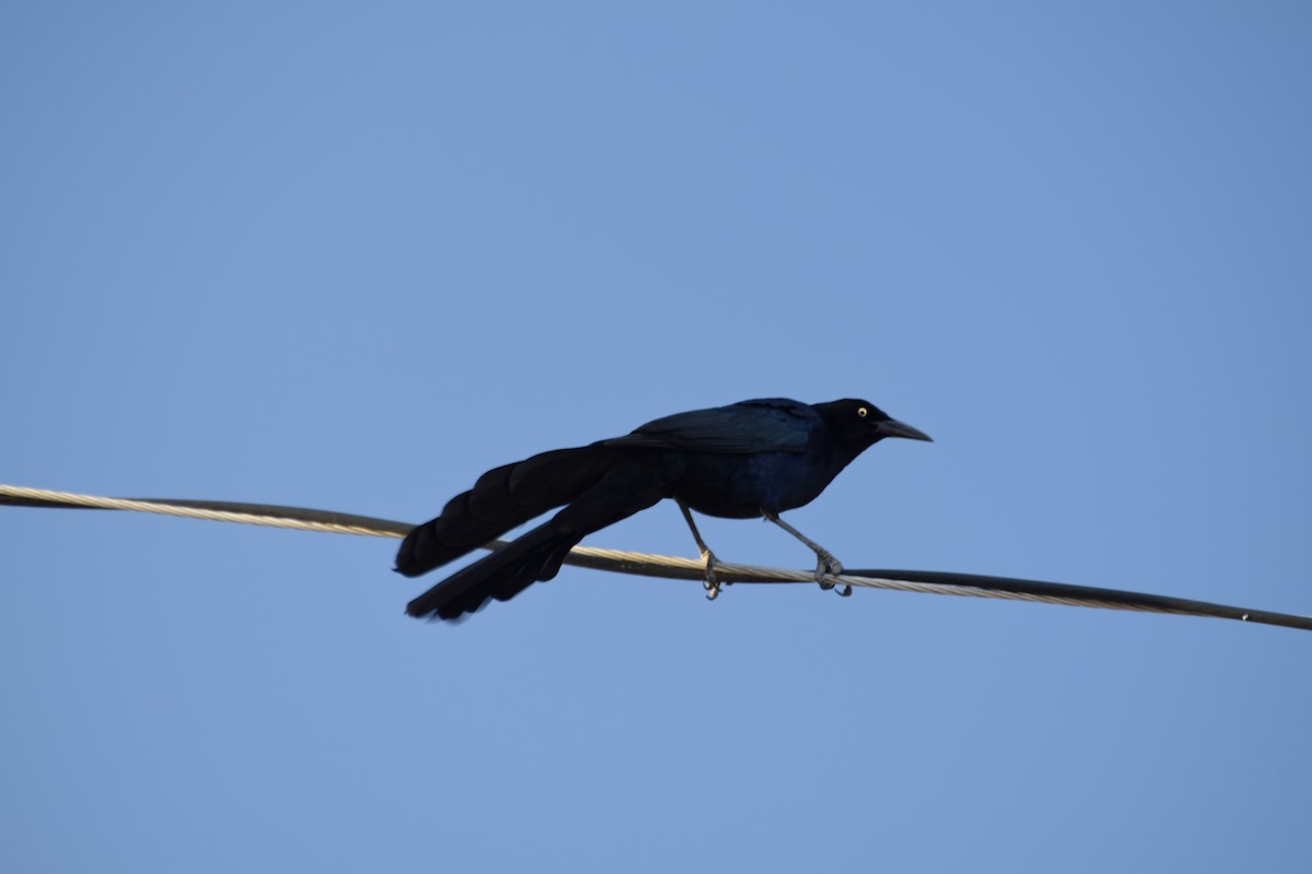 Great-tailed Grackle - ML620654961