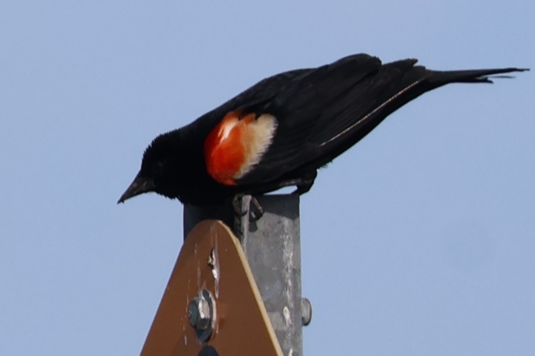 Red-winged Blackbird - ML620654962