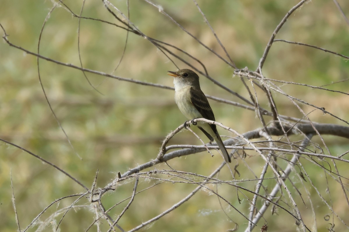 Willow Flycatcher - ML620654963