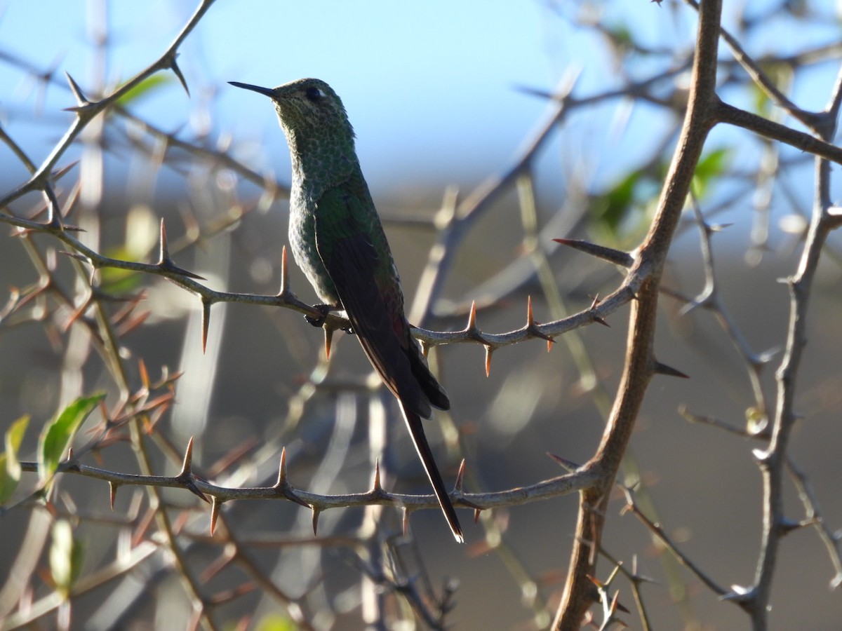 Colibrí Cometa - ML620654964