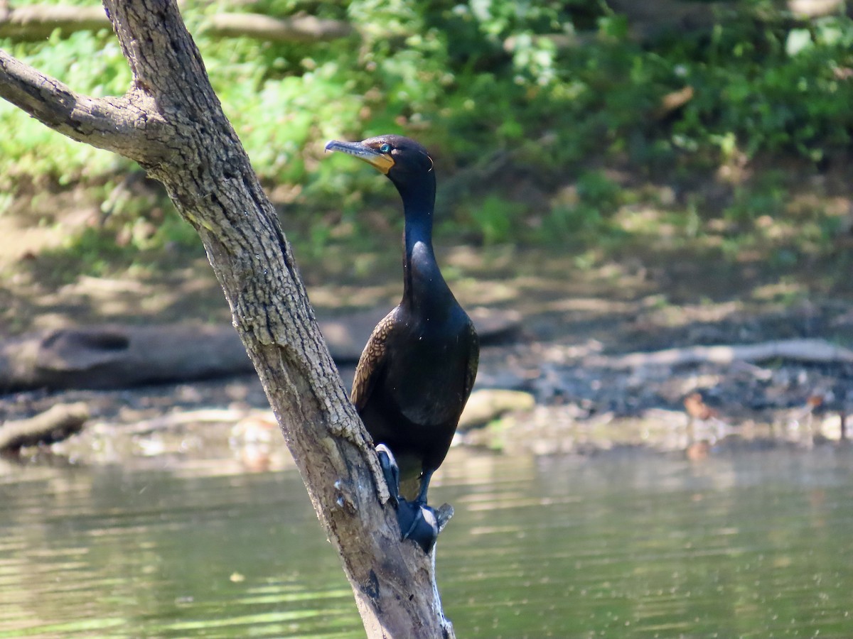 Cormoran à aigrettes - ML620654965