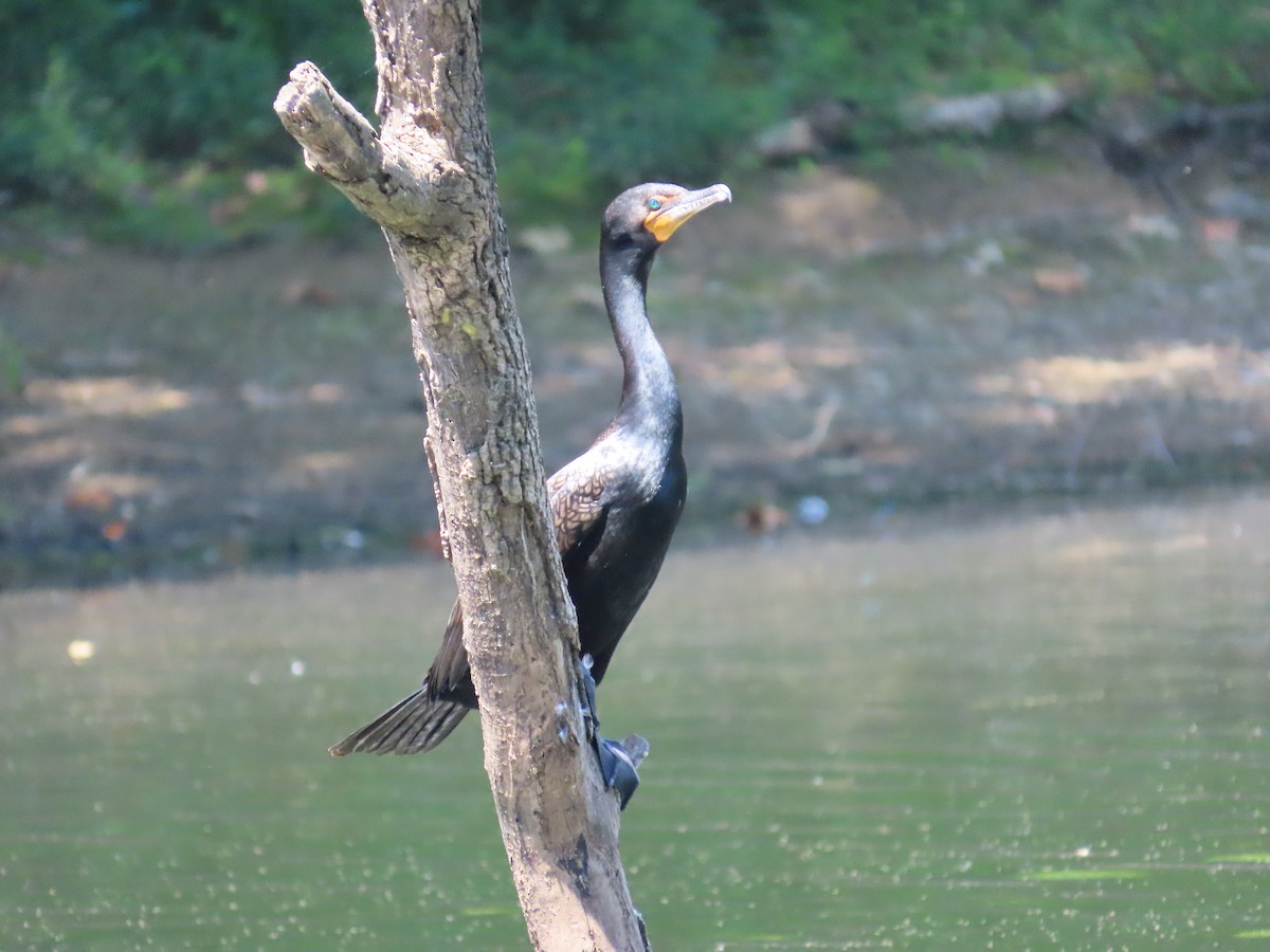 Double-crested Cormorant - ML620654966