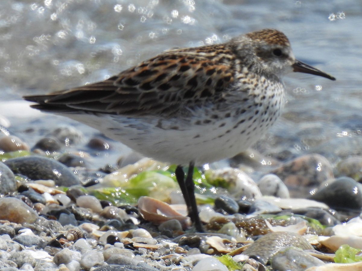 White-rumped Sandpiper - Stephen Spector