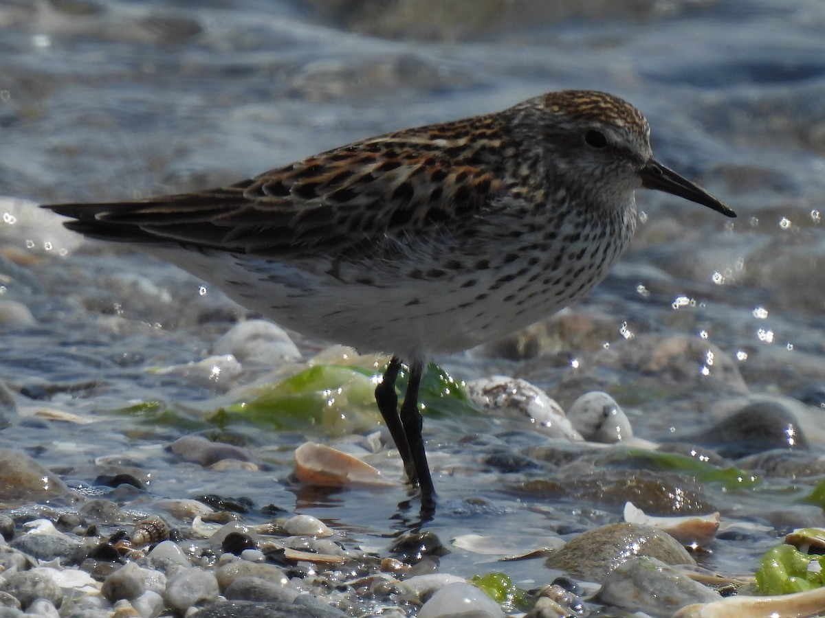 White-rumped Sandpiper - ML620654970