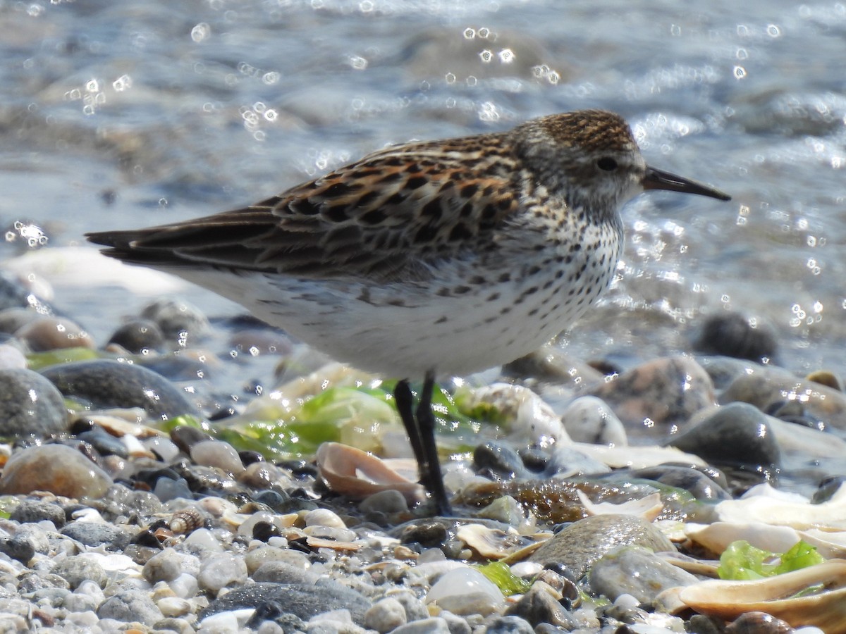 White-rumped Sandpiper - ML620654972