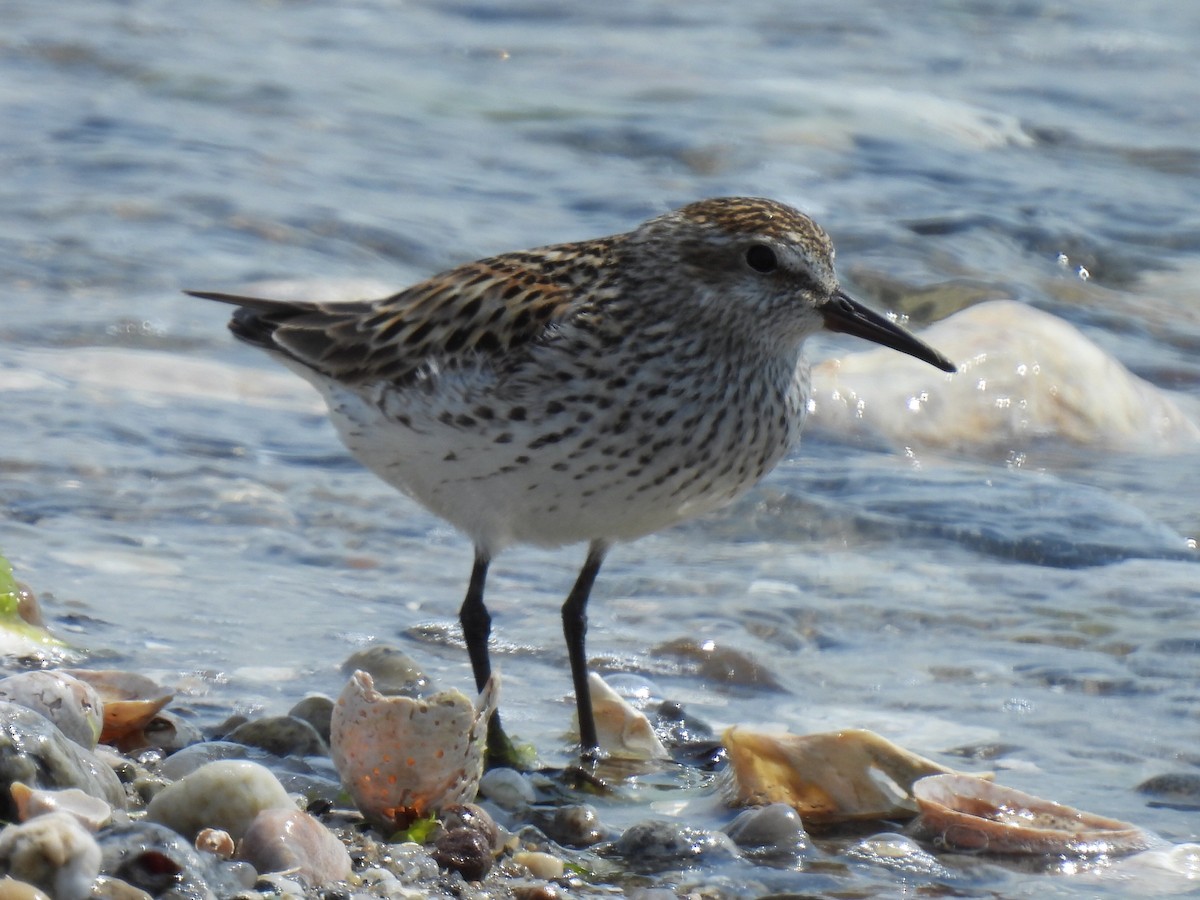 White-rumped Sandpiper - ML620654973